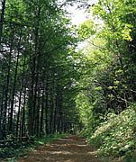 城山自然遊歩道