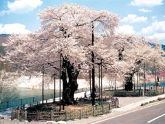 荘川桜