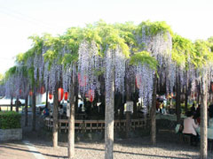 東光寺の長藤