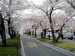 了玄の桜トンネル