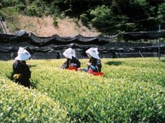 香りの丘茶ピア