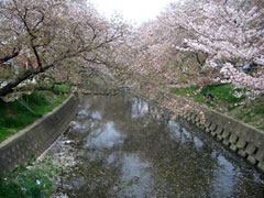 五条川