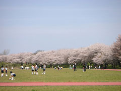 宮川堤