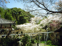 太江寺