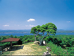 金比羅山