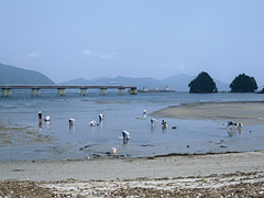 向井黒の浜海岸
