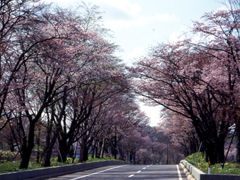 登別温泉の桜並木