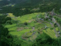丸山千枚田