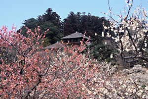 偕楽園