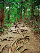 木の根道