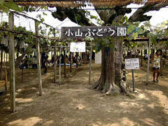 小山観光ぶどう園