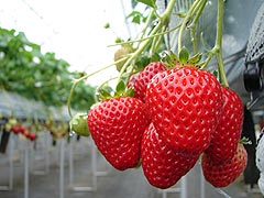 いずみ小川いちご農園