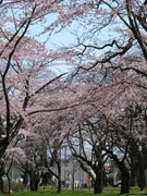 青葉ケ丘公園