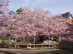 光善寺