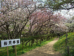 桜見本園