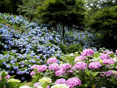 神戸市立森林植物園