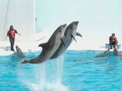 神戸市立須磨海浜水族園