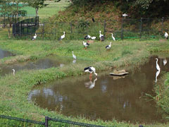 兵庫県立コウノトリの郷公園