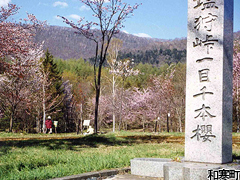 塩狩峠一目千本桜