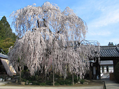 大野寺