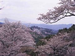 吉野山の桜
