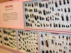 倉敷市立自然史博物館