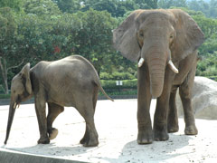 広島市安佐動物公園