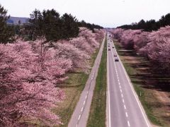 二十間道路桜並木