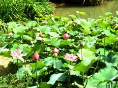 万葉の森