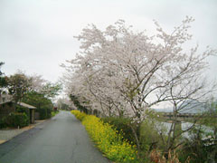川島堤
