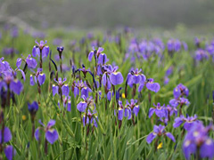 原生花園あやめケ原