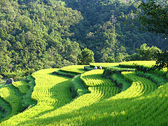 中山千枚田