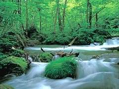 奥入瀬渓流