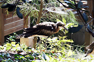 キャンベルタウン野鳥の森