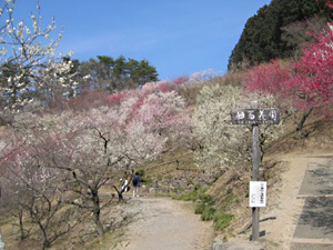 宝登山梅百花園