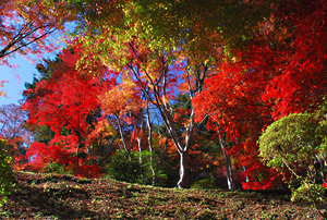 東郷公園