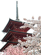 最勝院五重塔