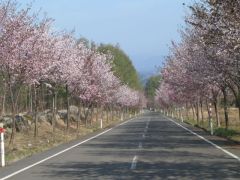 世界一長い桜並木