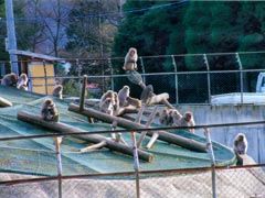 むつ市野猿公苑