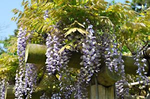 万葉植物園