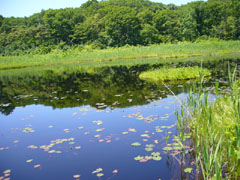 湯川沼の浮島