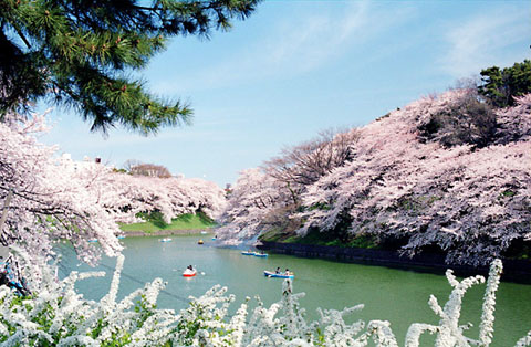 千鳥ヶ淵