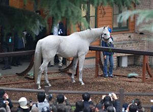 優駿スタリオンステーション