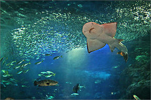 新江ノ島水族館
