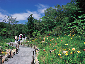 箱根湿生花園