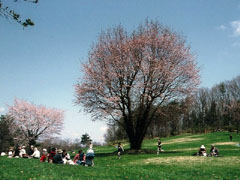 山形市野草園
