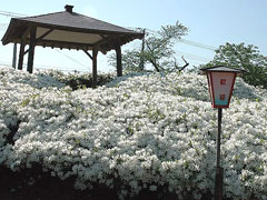 白つつじ公園