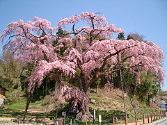 紅枝垂地蔵ザクラ