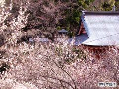 専称寺