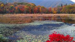 観音沼森林公園